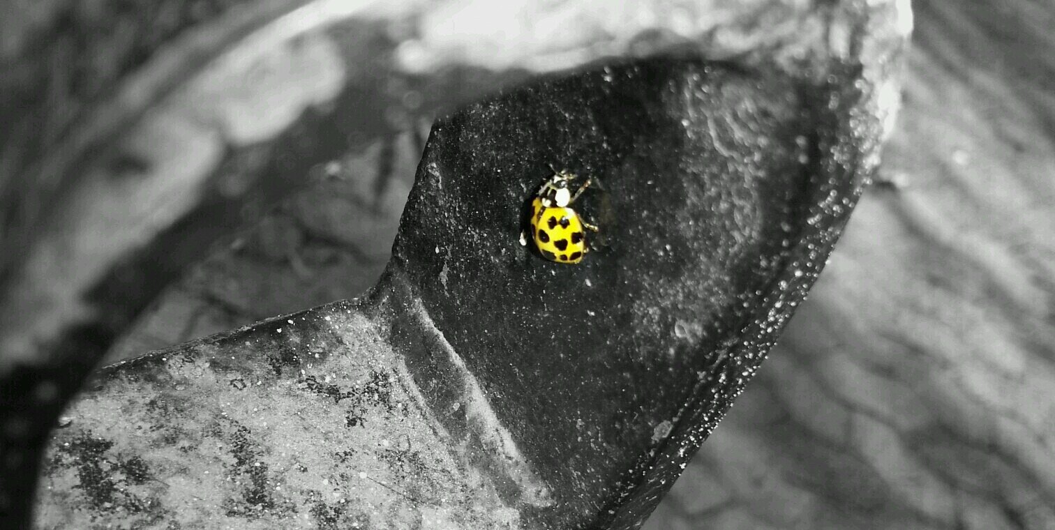 Craig Daniels banner