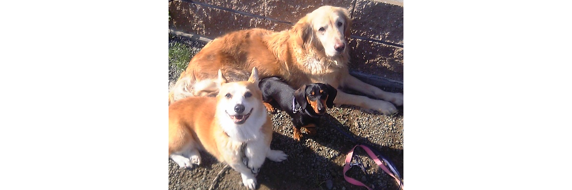 Alice_Chocolat banner