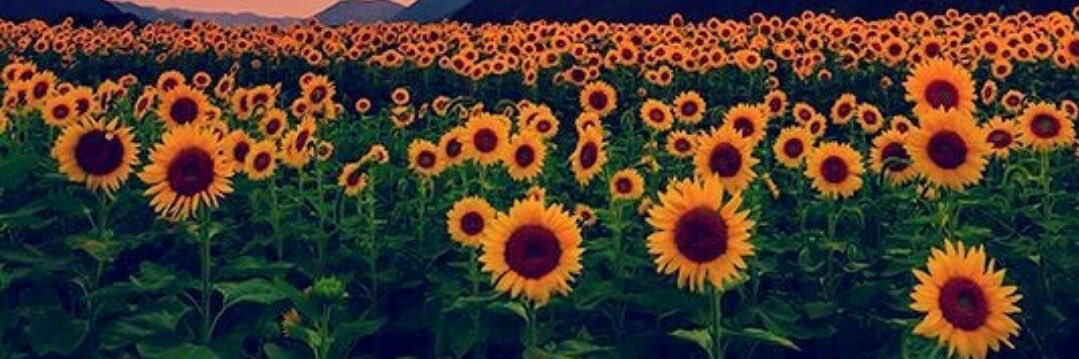 Marisol_MF_'s profile banner image
