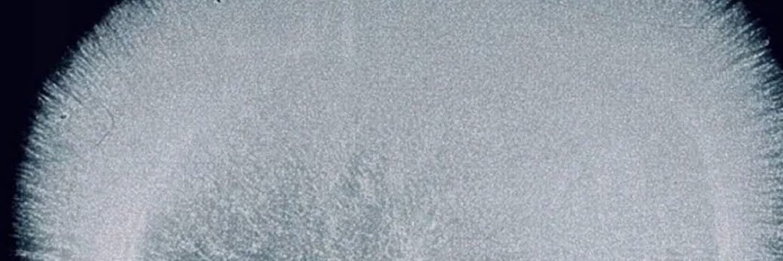 Coeurblancfdhs's profile banner image