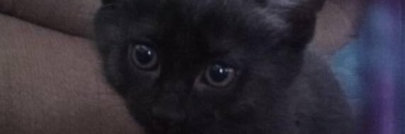 Semenater's profile banner image