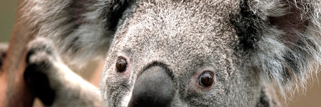 evmysaurio's profile banner image