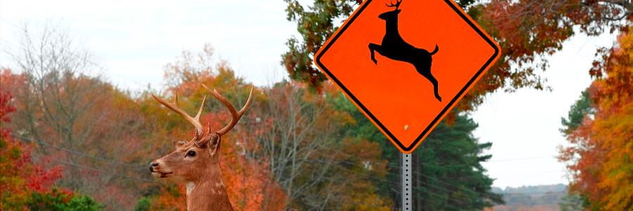 DeerYouHit's profile banner image