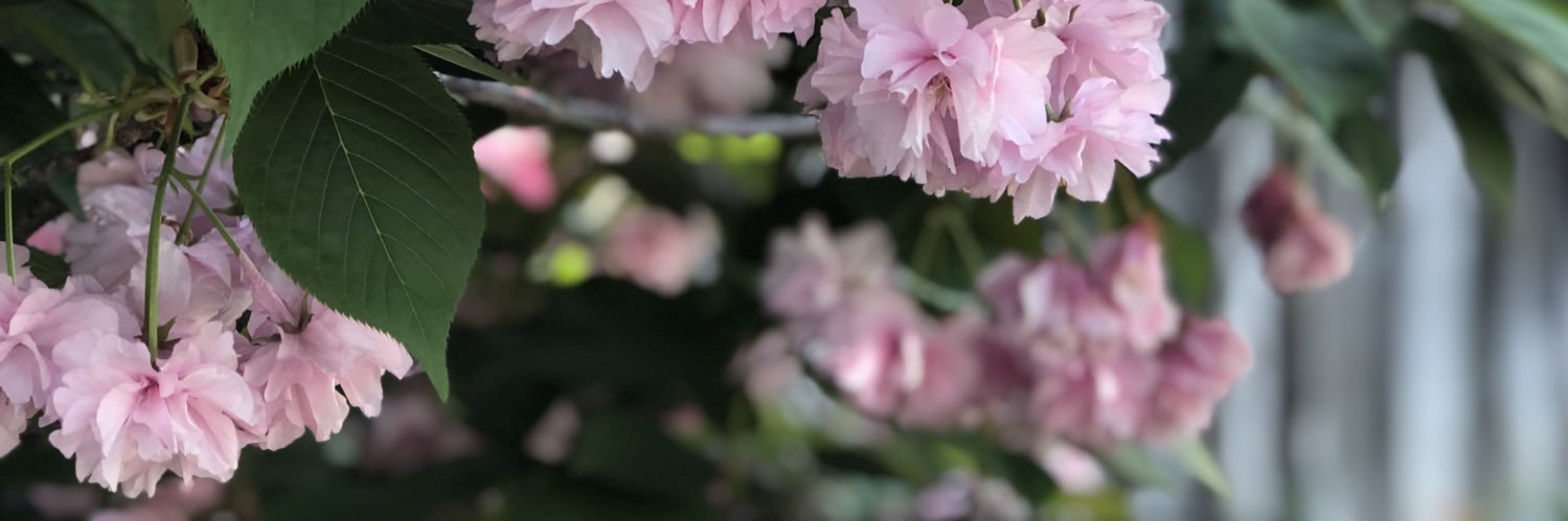MagentaHL's profile banner image