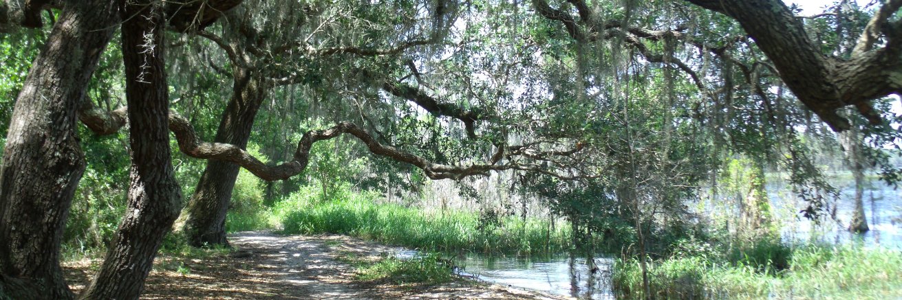 WitchinWebs's profile banner image