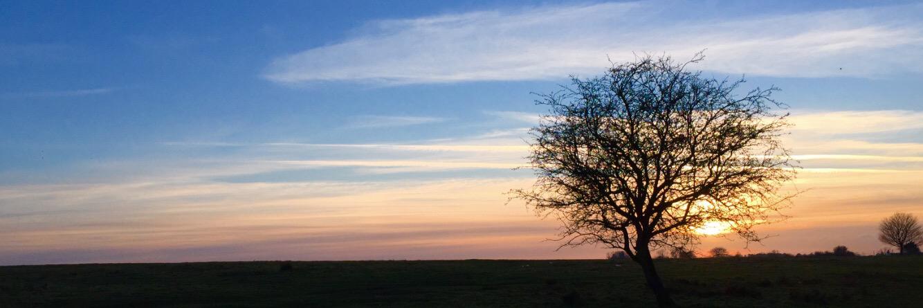 Lauramcoffey's profile banner image