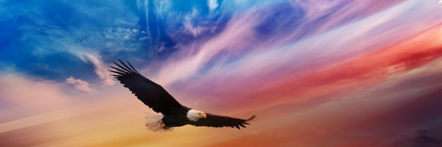 Moose Miss 🫎 🇺🇸 banner