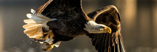 PollyGuinn1's profile banner image