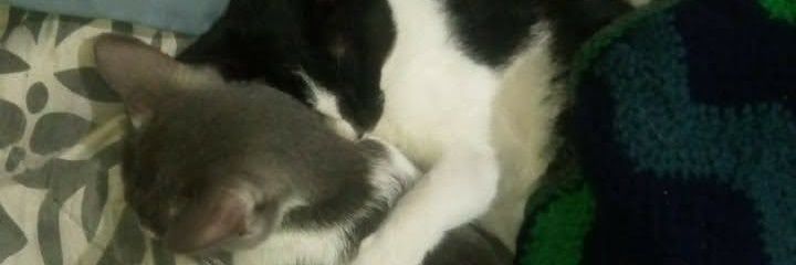 anroxito's profile banner image