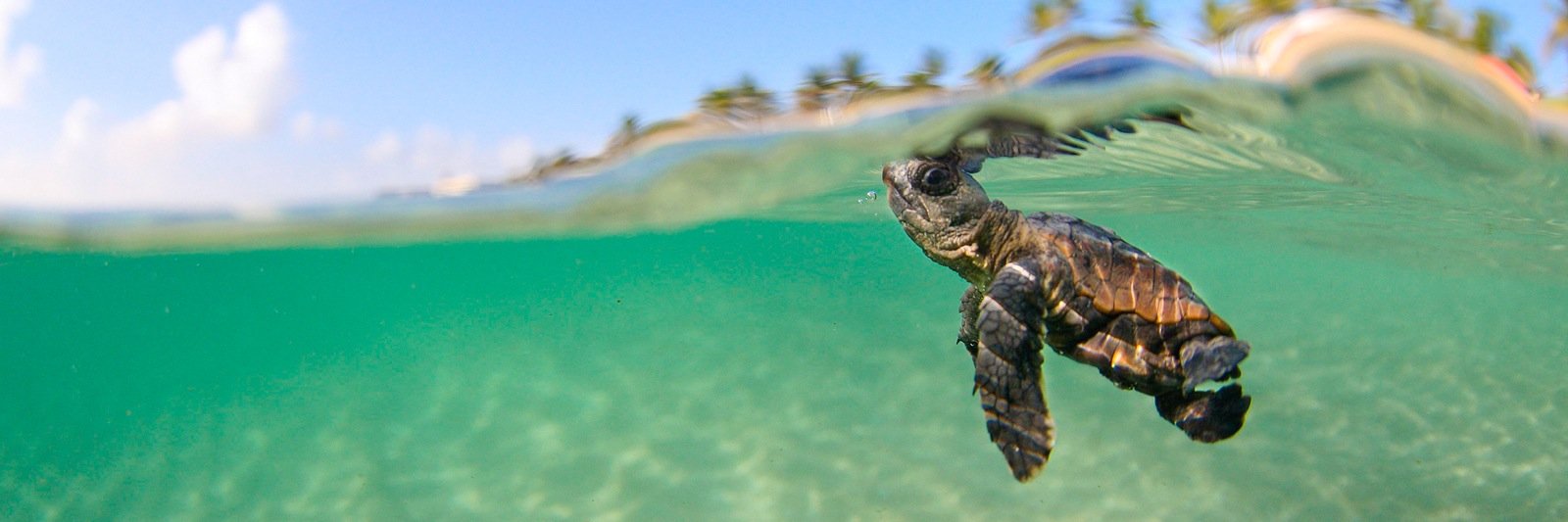 cheryl tang ☃ banner