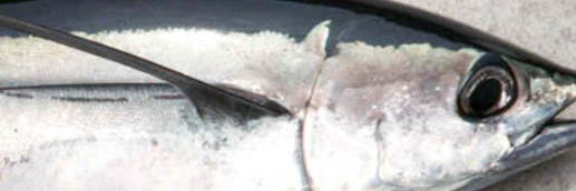 ORalbacoreTuna's profile banner image