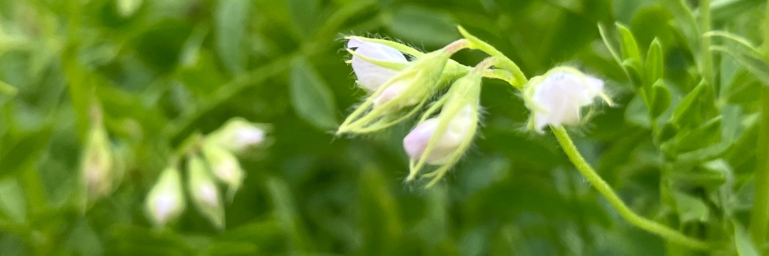 Lorena_Pahl's profile banner image
