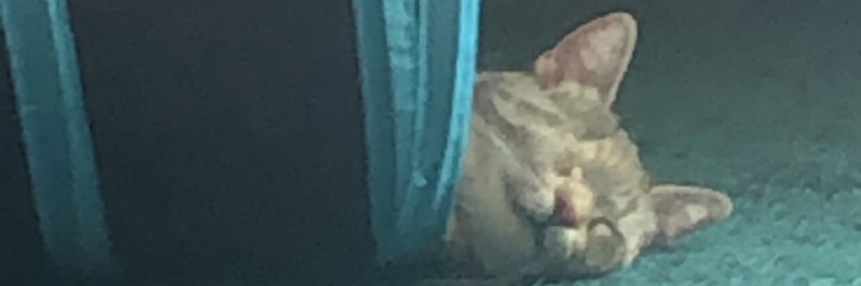 Maxanderson545's profile banner image