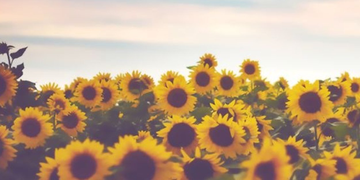 taylorjayme's profile banner image