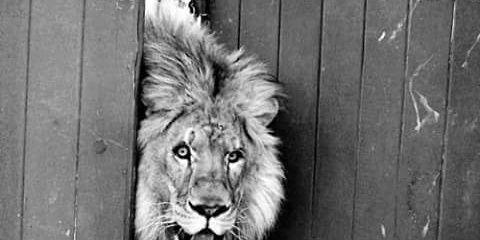 MAssimo Cocchi banner