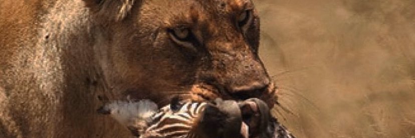 kobestigler's profile banner image