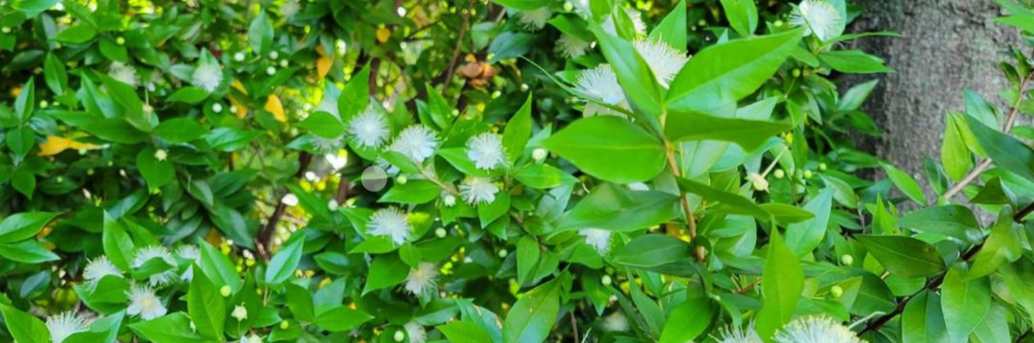 新月人🙏㊗️ banner