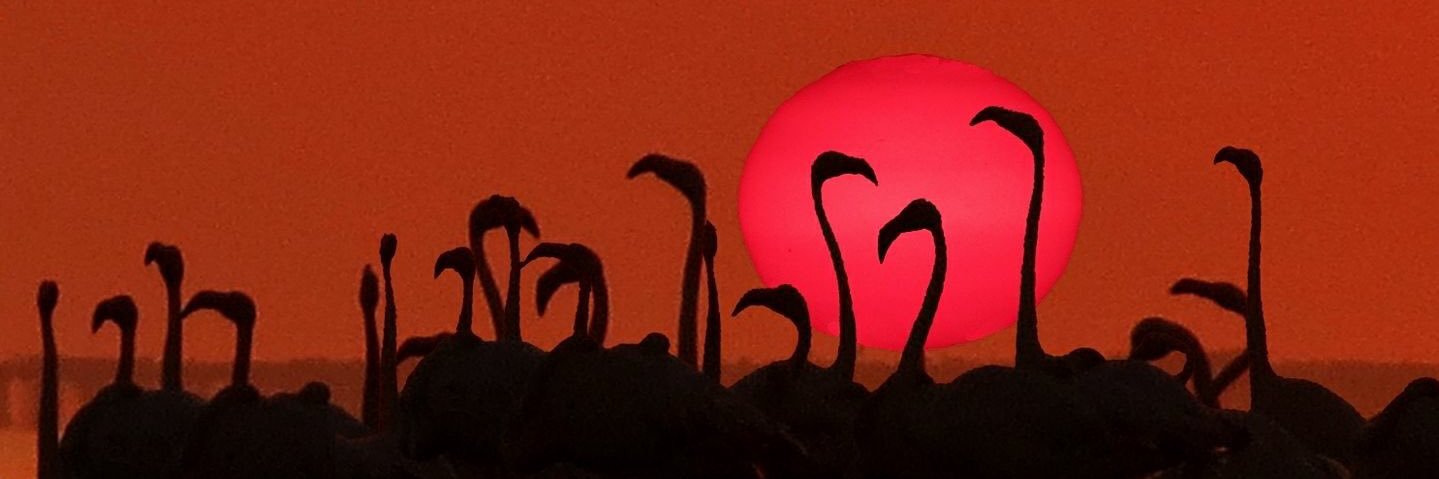 deltapolets's profile banner image