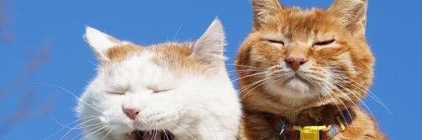 txtucg's profile banner image