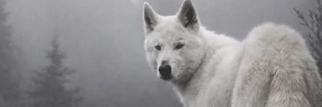 PromponasGeorge's profile banner image