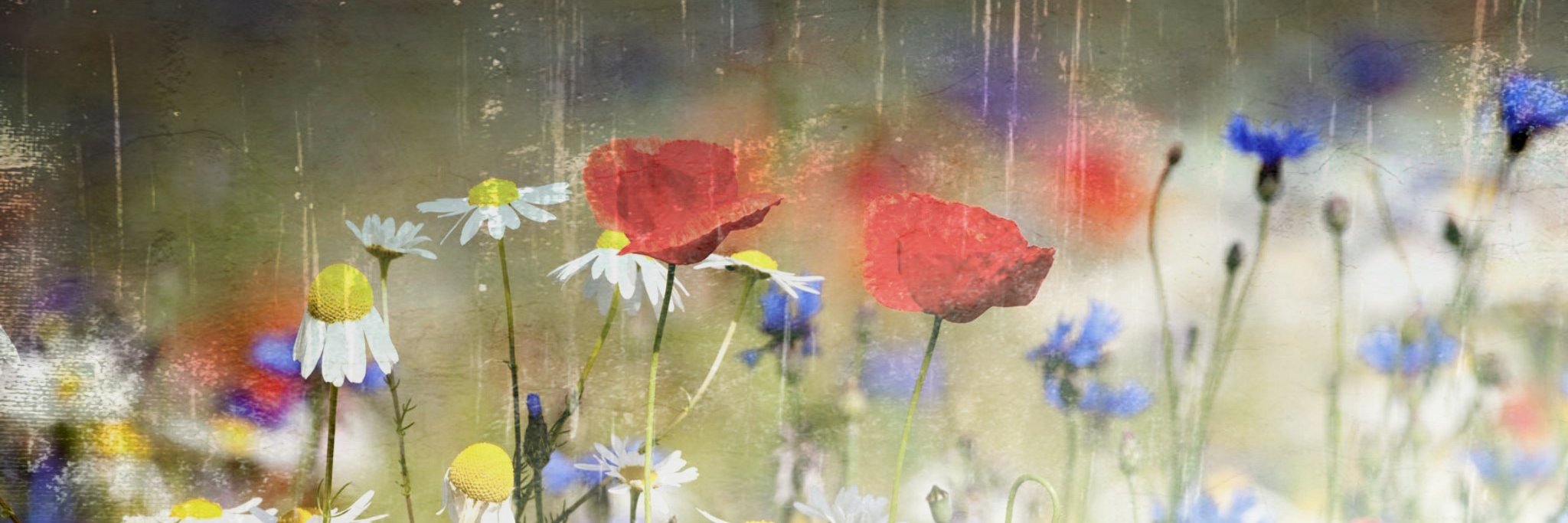 fionaj10's profile banner image