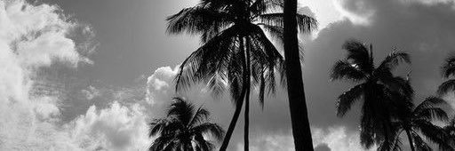 Fleur 🌸🌺 banner