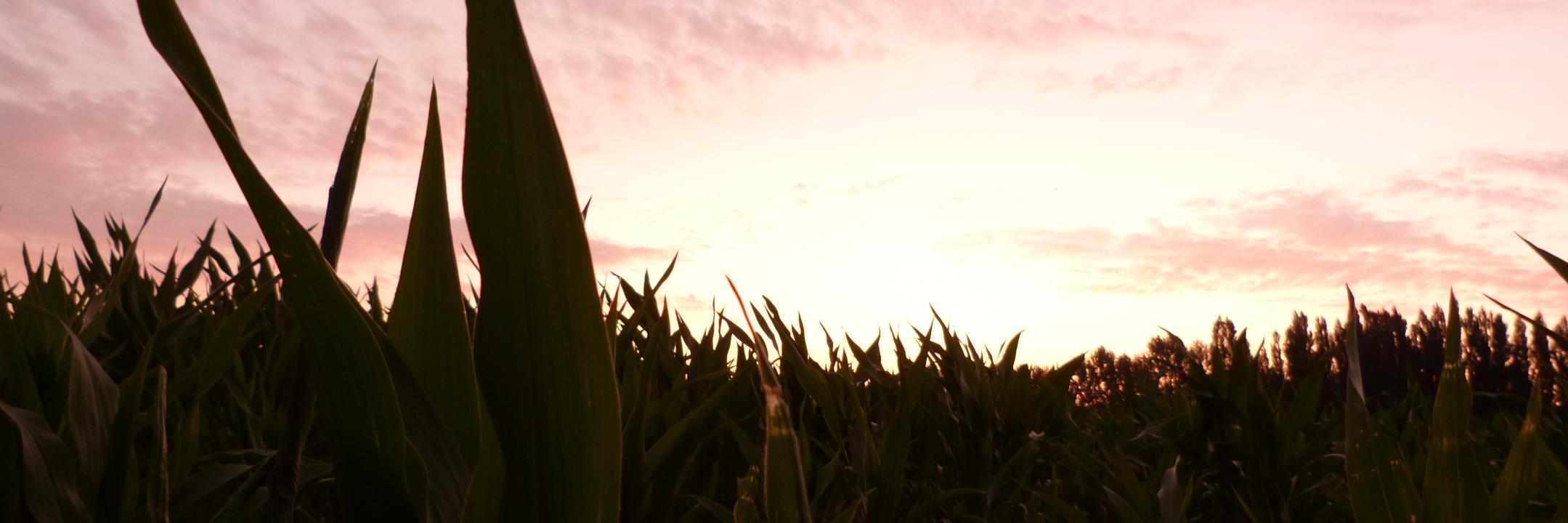 esnuwanda's profile banner image