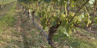 Mattebella Vineyards banner