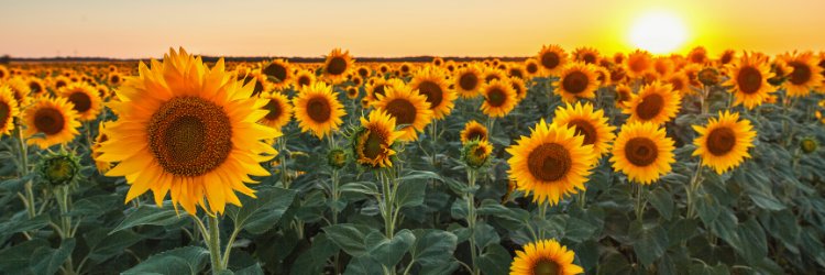 David Tian 田聪, MD, MPP banner