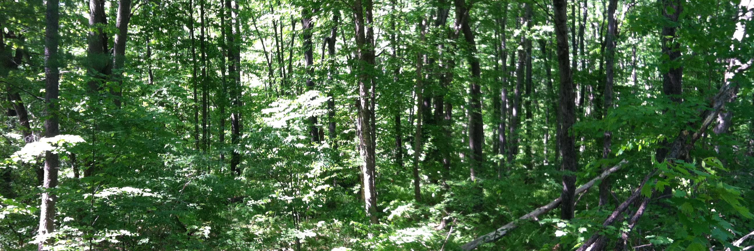 WilMortenson's profile banner image