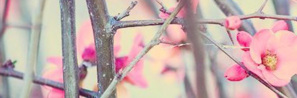 Fercanzanii's profile banner image
