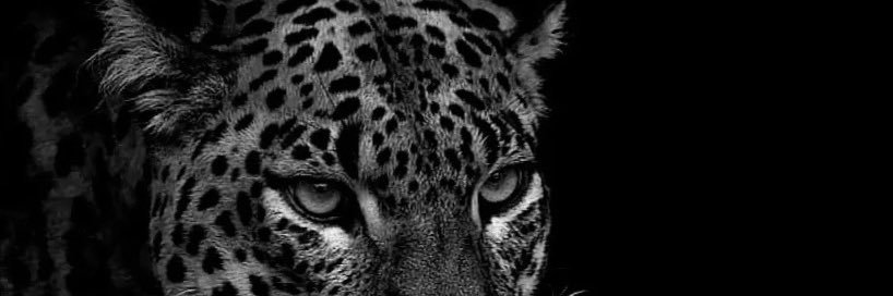 تركي عبدالرحمن banner