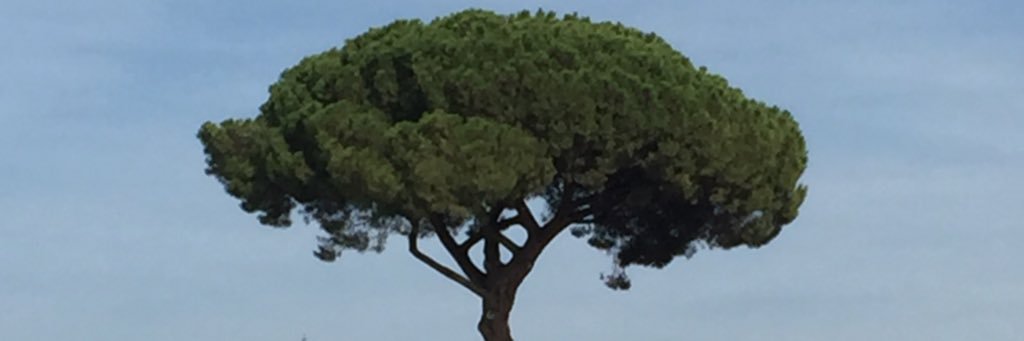 Natalia Bermudez banner