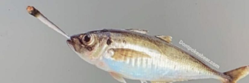 itsamesisig's profile banner image