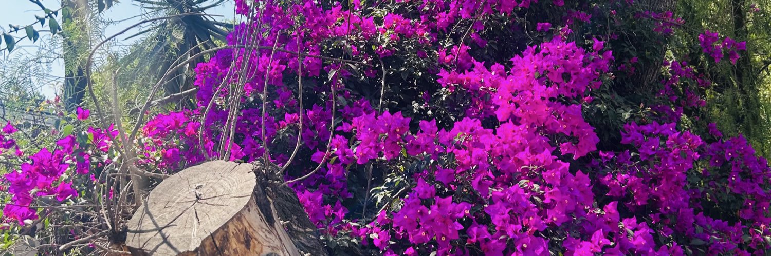AnaAuerbach's profile banner image