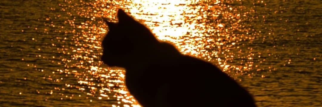 umedaisuki18's profile banner image