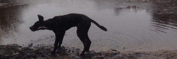 Lloydmporter Profile Banner