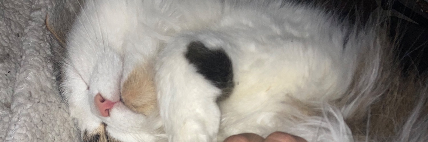 Jayden62000's profile banner image