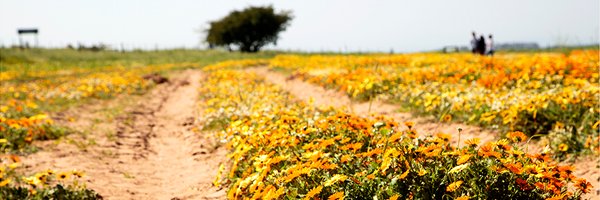 maricha37 Profile Banner