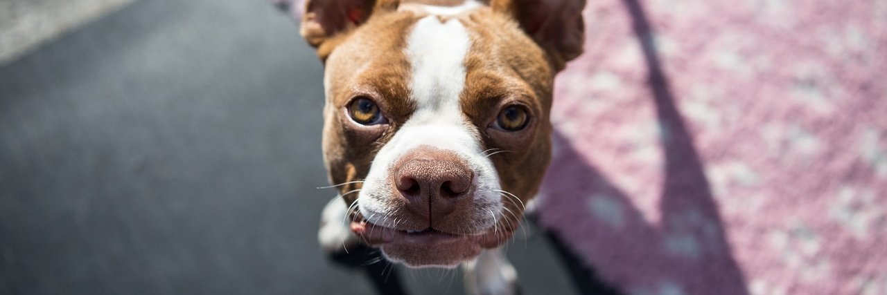 BostonTerrierzz's profile banner image