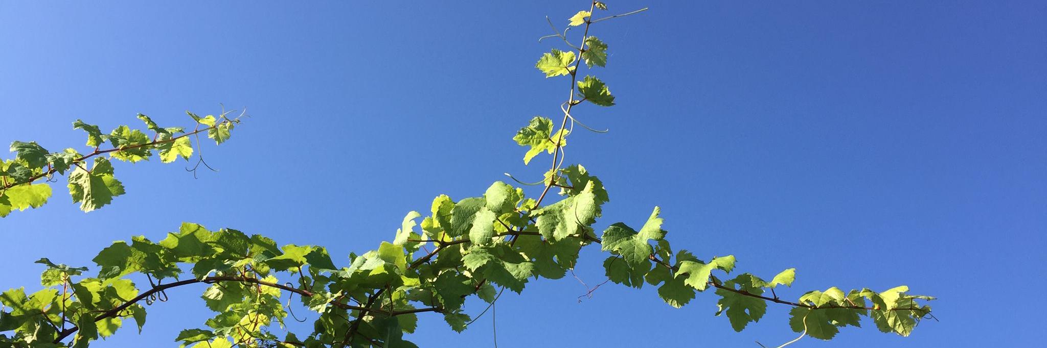 JuliaLoe's profile banner image