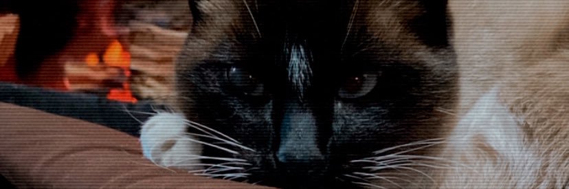QuerlenVeleda's profile banner image