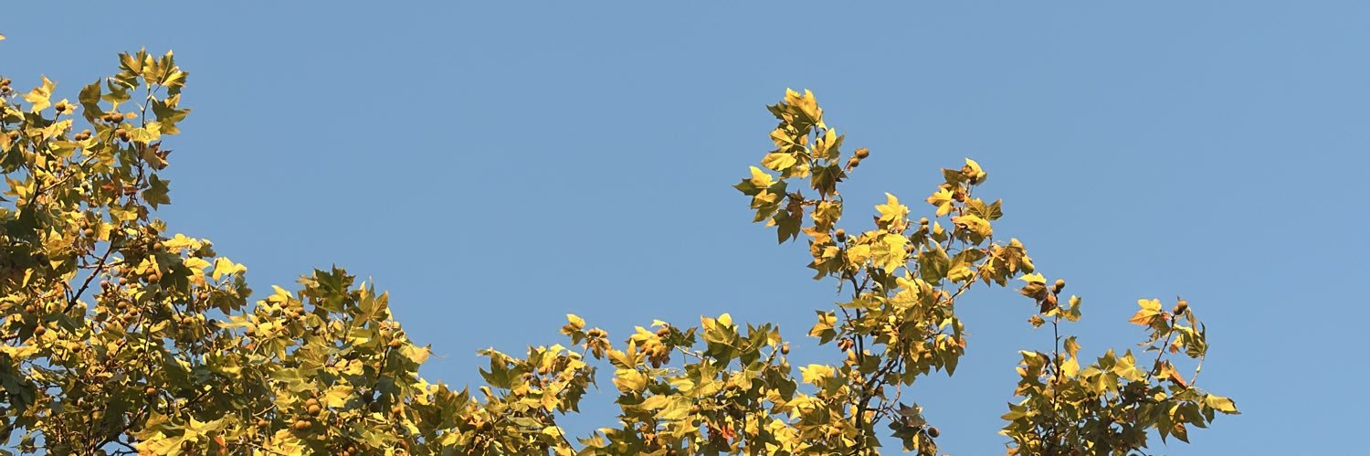 candedolo_'s profile banner image