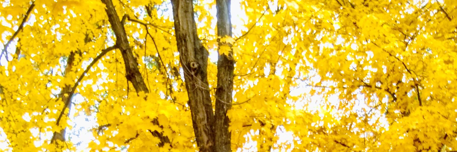 Epidasit1's profile banner image