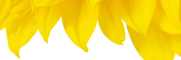 KYSHAH Profile Banner