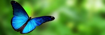BluMorphini's profile banner image