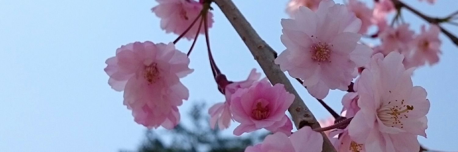 rksaf's profile banner image