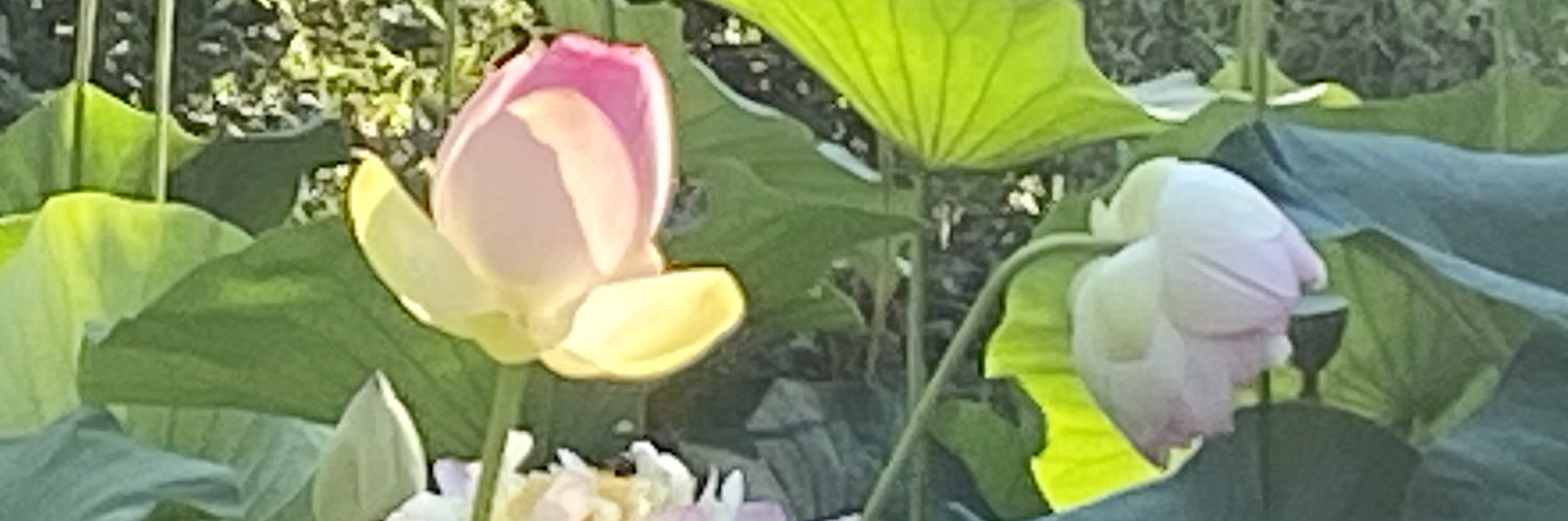 Piekos403's profile banner image