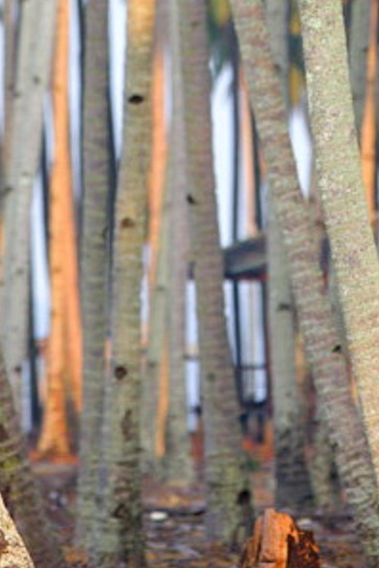 sskemem's profile banner image