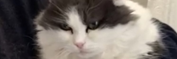 Pierfrancesco banner